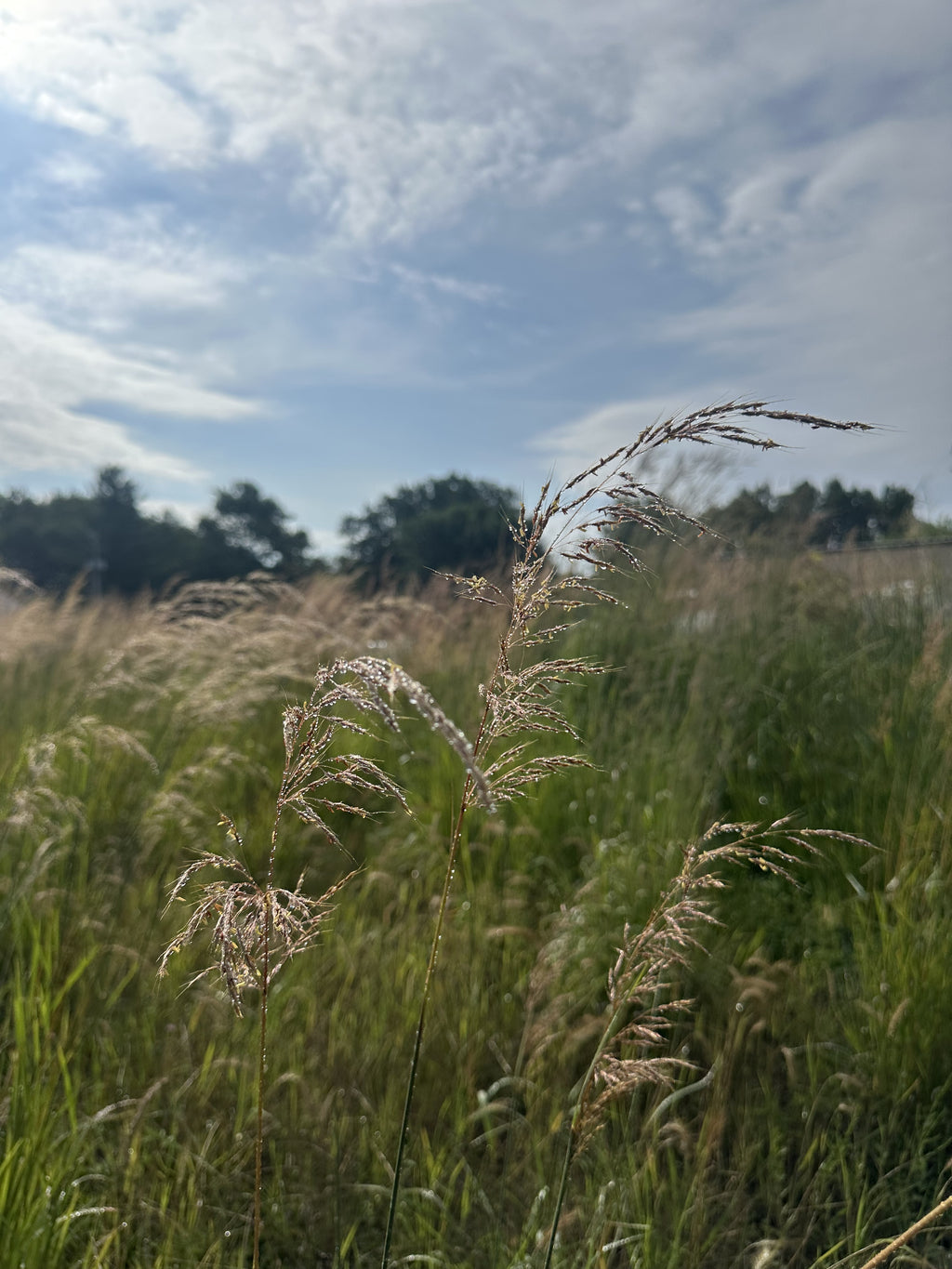 Tall grasses swaying in a field with a blue sky and clouds in the background
