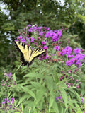 Yellow butterfly on purple flowers with green foliage in the background