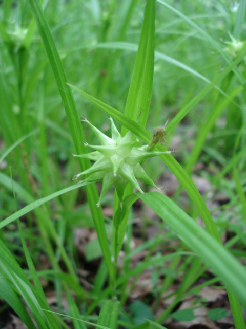 Close-up of a green plant with a focus on a spiky seed pod