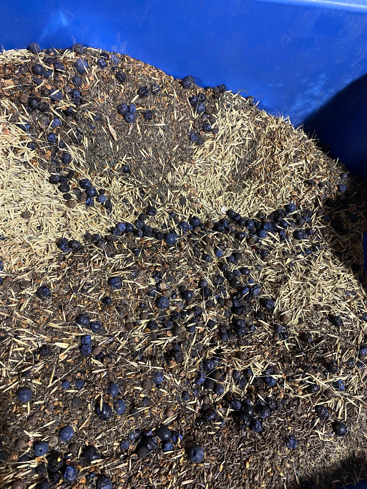 dried seeds with blue berries with blue background