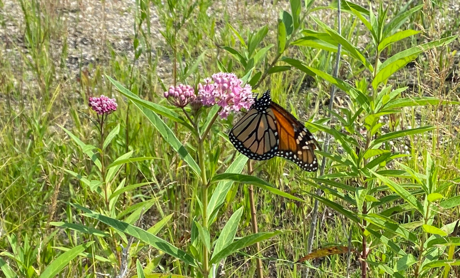 plants from pollinator seed mix with pink flower and butterfly