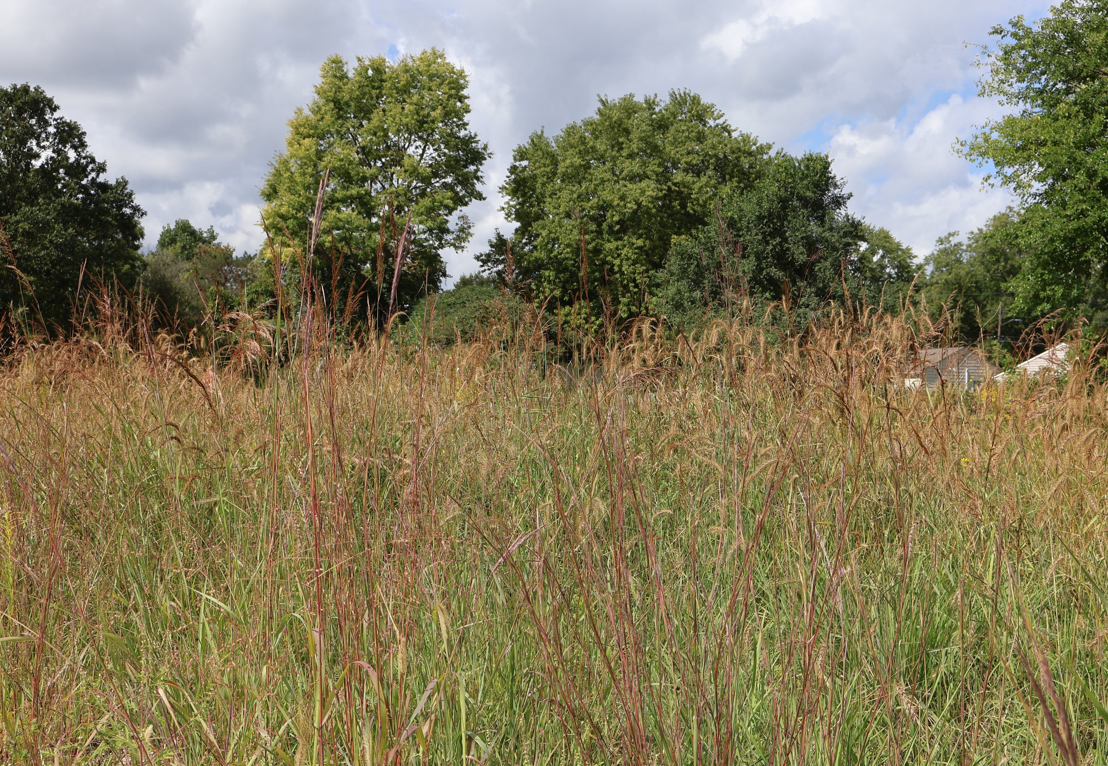 Open field with tall grass and trees under a cloudy sky